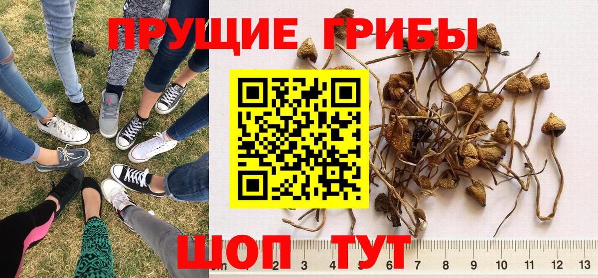 Галлюциногенные грибы Psilocybine cubensis  Галлюциногенные грибы ЛСД  Новочеркасск  Вход с VPN 